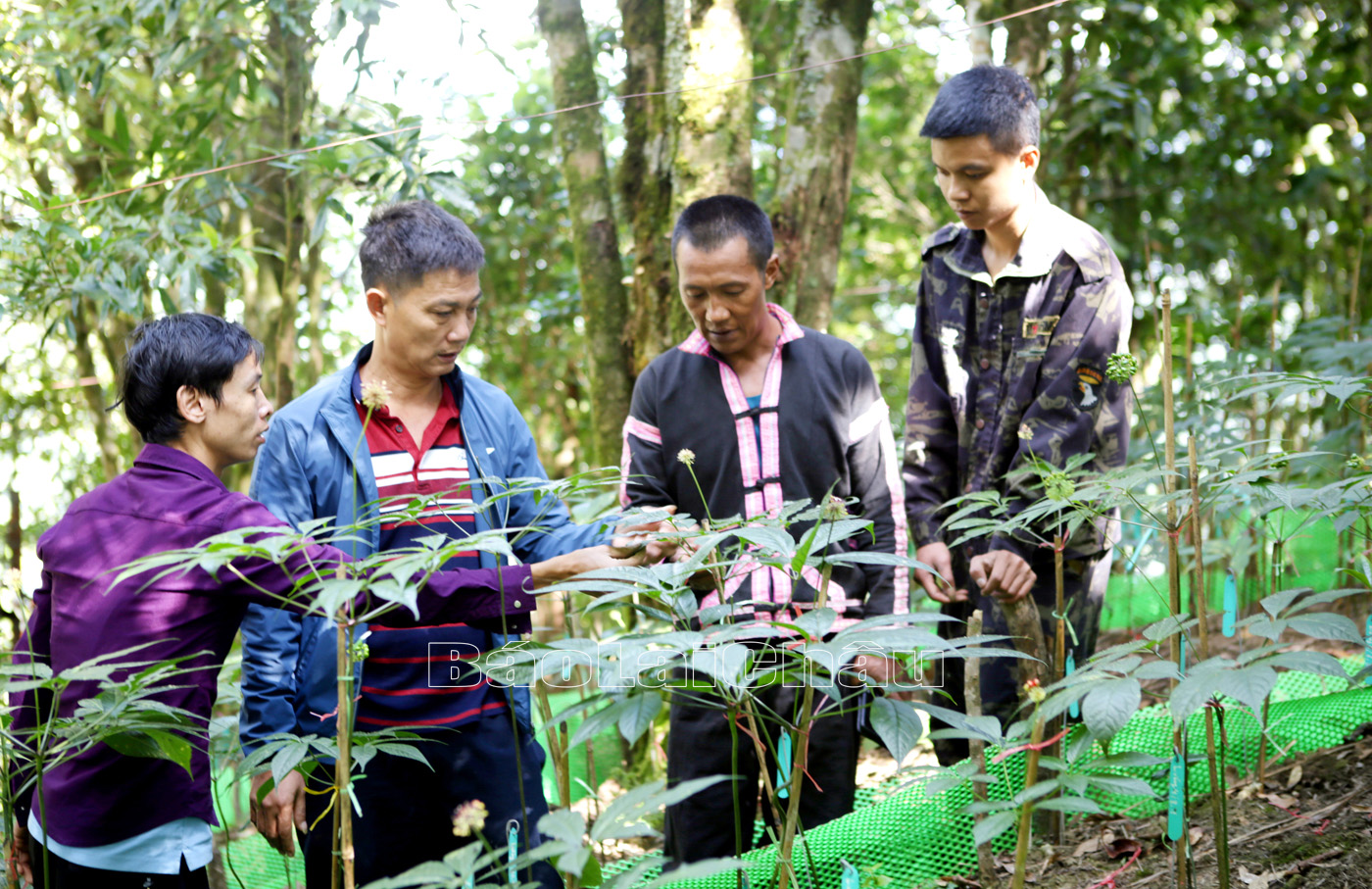 Mô hình liên kết trồng sâm giữa doanh nghiệp và người dân trên địa bàn huyện Mường Tè.